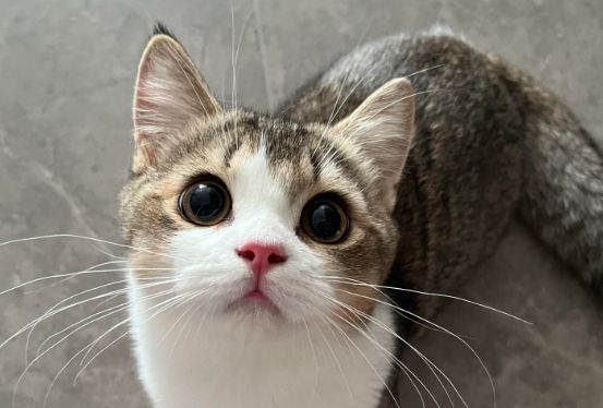 猫咪身上有跳蚤怎么处理