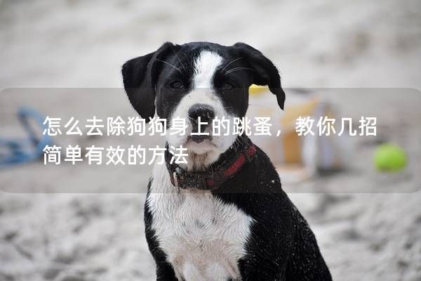 怎么去除狗狗身上的跳蚤，教你几招简单有效的方法