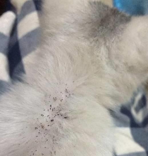 宠物犬猫身上有跳蚤怎么办?