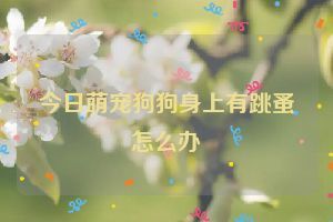 今日萌宠狗狗身上有跳蚤怎么办