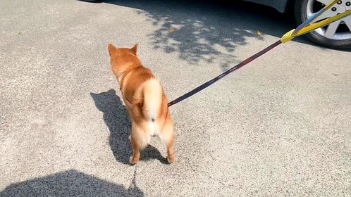 柴犬都这样走吗