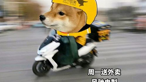 柴柴打工日记
