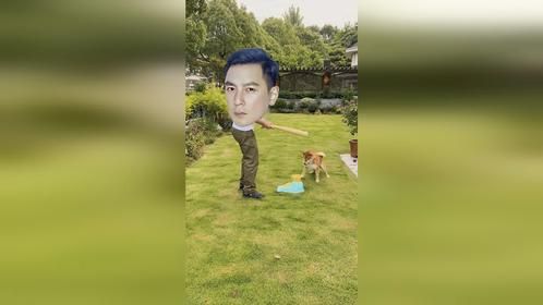 狗子都玩累了