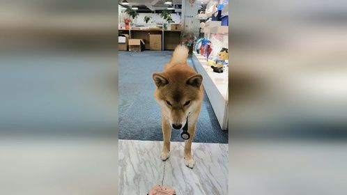 这柴保熟吗