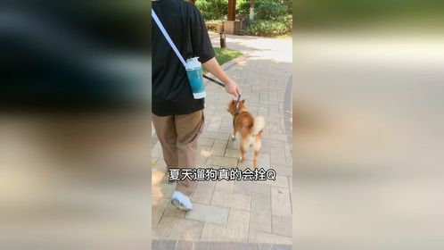 夏天遛狗真的拴Q