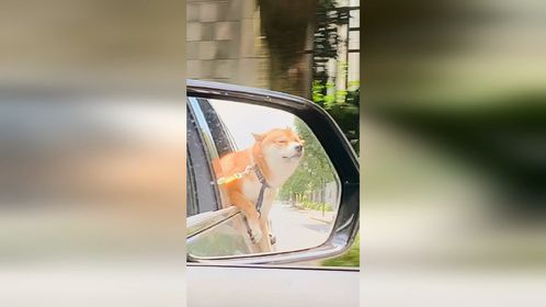 这是一只会发光的修狗