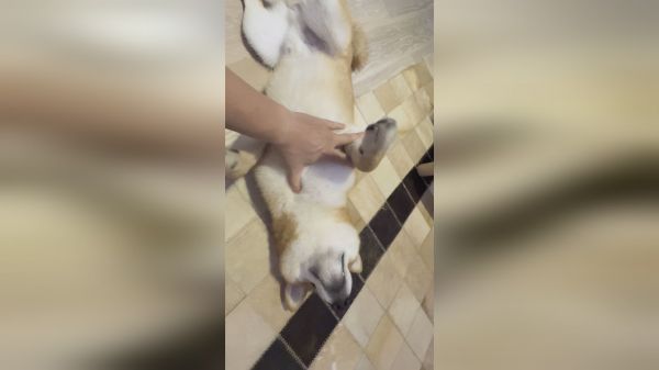 什么是躺平狗