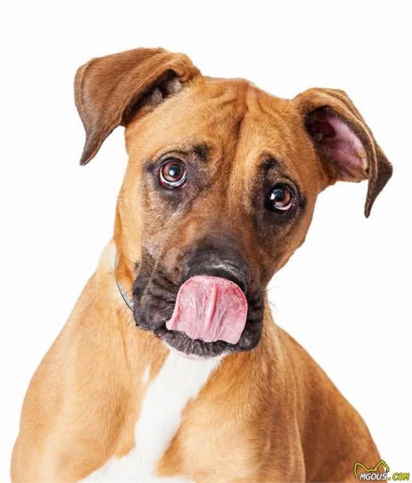 不同犬种每天的运动量，你知道吗，赶紧来科普一下吧