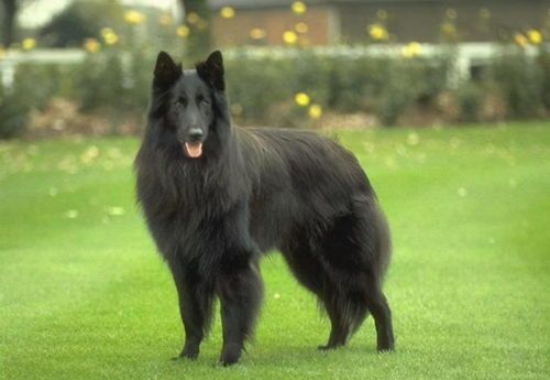 比利时牧羊犬适合做宠物吗？