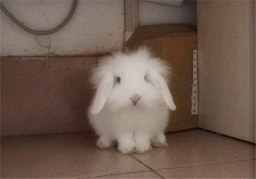 长毛垂耳兔品种介绍