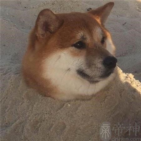 小白兔的生活特征以及喜好