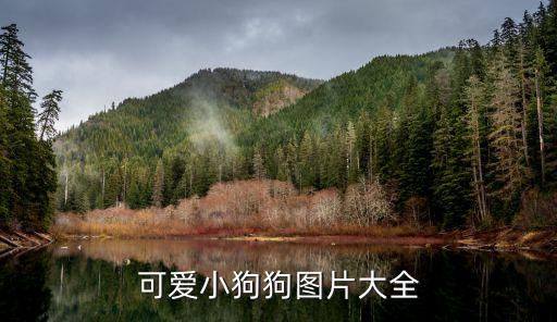 可爱小狗狗图片大全
