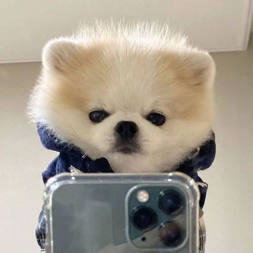 适合当头像的狗狗图片