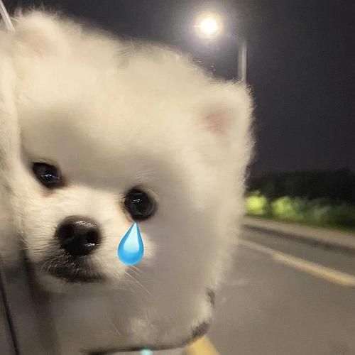 适合当头像的狗狗图片