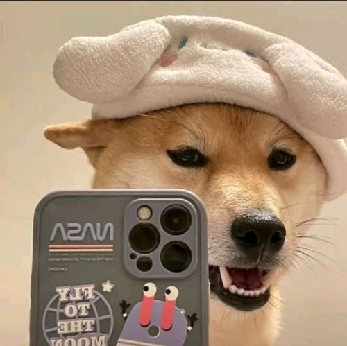 好看的狗狗头像