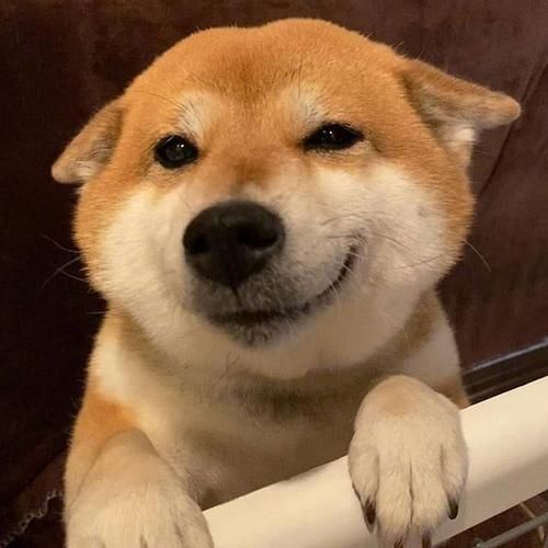 好看的狗狗头像