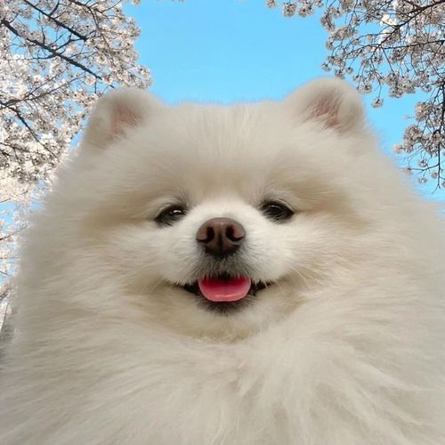 好看的狗狗头像