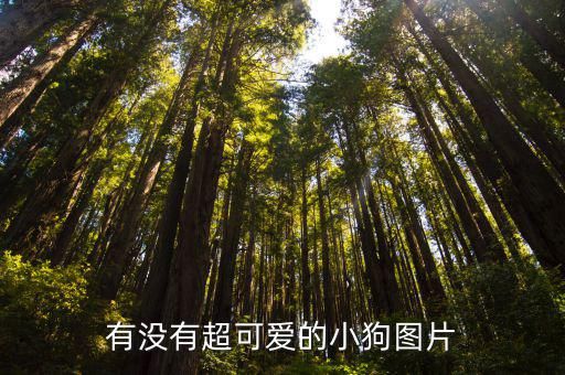 有没有超可爱的小狗图片