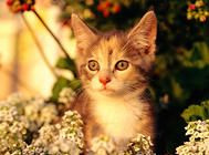 猫咪生病有哪些身体提示