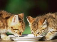 猫生病不吃东西怎么办？