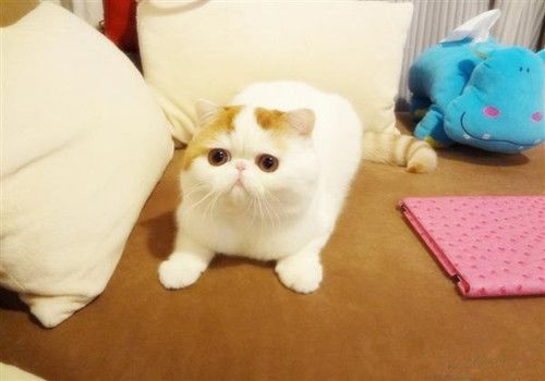怎么判断猫咪生病