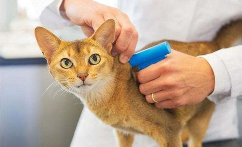 猫病先观察，非急症勿慌宠物医院。