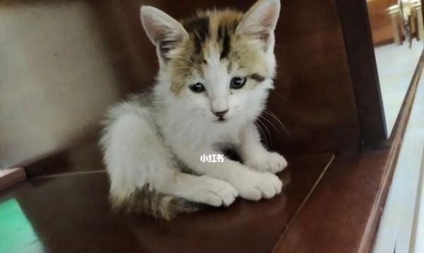 小猫吃药几天能康复？如何正确给宠物猫咪用药？