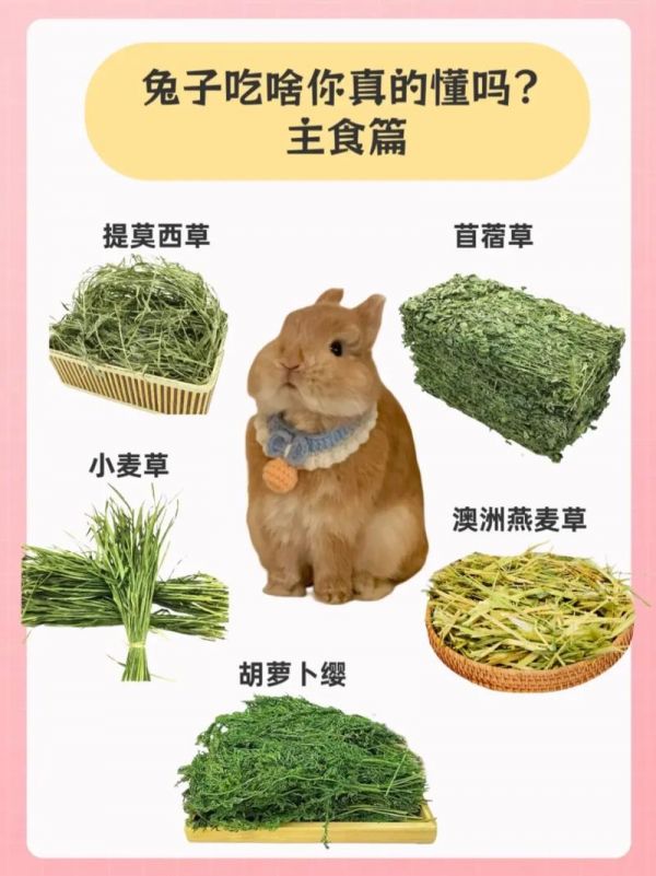 兔子吃什么会变肥（兔子吃什么变肥快）