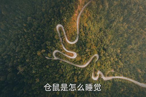 仓鼠是怎么睡觉