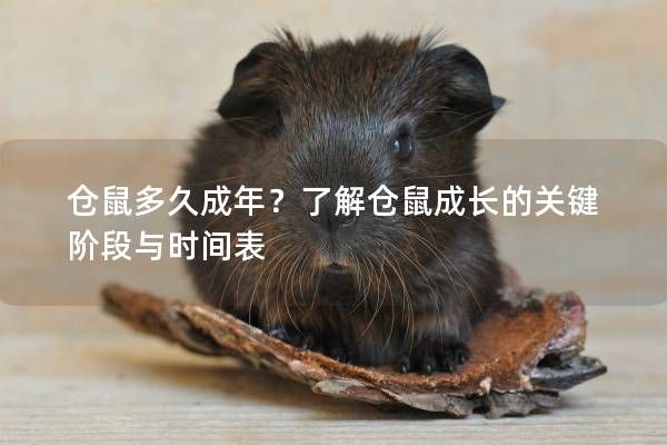 仓鼠多久成年？了解仓鼠成长的关键阶段与时间表