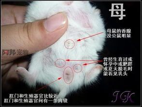 仓鼠幼崽几周后可离母独立?