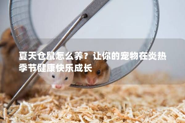 夏天仓鼠怎么养？让你的宠物在炎热季节健康快乐成长