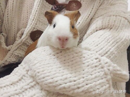 荷兰猪和仓鼠哪个更易养?