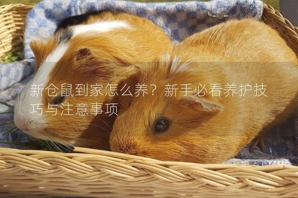 新仓鼠到家怎么养？新手必看养护技巧与注意事项