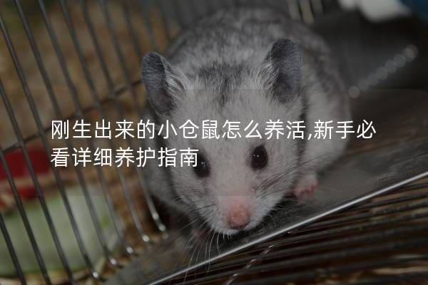 刚生出来的小仓鼠怎么养活,新手必看详细养护指南