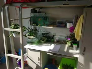 如何在宿舍养宠物不违规？宿舍养宠物的注意事项和解决方案