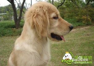 狗狗湿疹反复?宠物主人必看护理攻略
