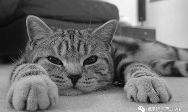 【宠物八卦铲屎官课堂】猫砂除臭和铲屎的秘诀