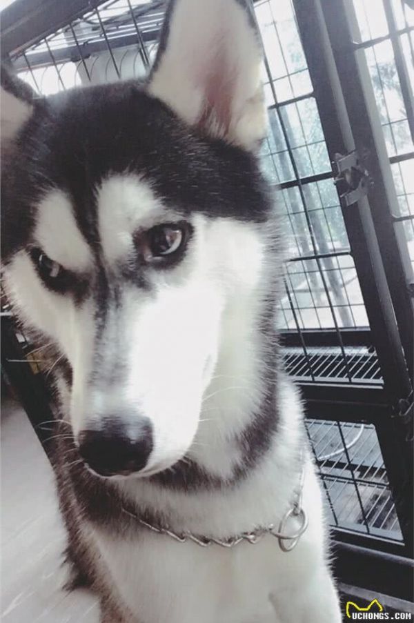第一次养狗有没有什么注意事项？