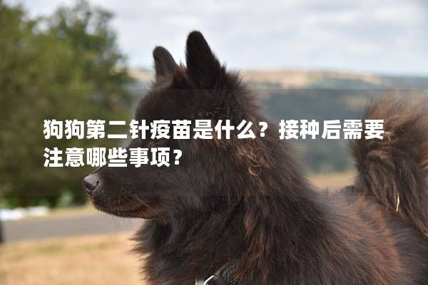 狗狗第二针疫苗是什么？接种后需要注意哪些事项？