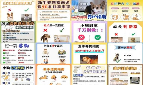 养狗注意事项图片