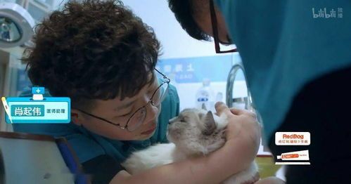 布偶猫怀孕多少天生产？预产期是何时呢？