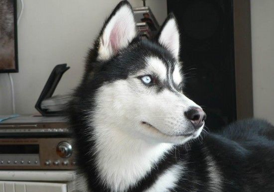 盘点世界最具贵族气质的十大名犬（组图）