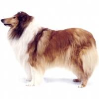 盘点世界最具贵族气质的十大名犬（组图）