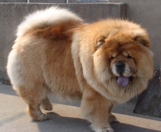 盘点世界最具贵族气质的十大名犬（组图）