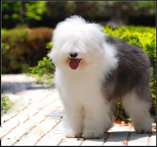 盘点世界最具贵族气质的十大名犬（组图）