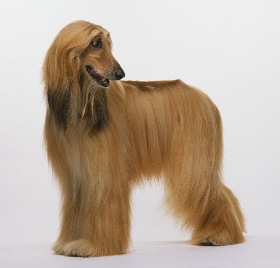 盘点世界最具贵族气质的十大名犬（组图）