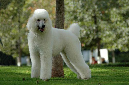 盘点世界最具贵族气质的十大名犬（组图）