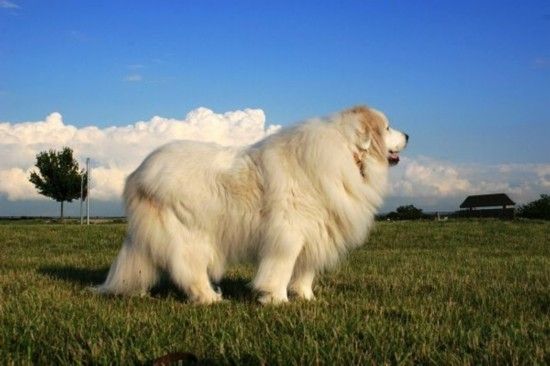 盘点世界最具贵族气质的十大名犬（组图）