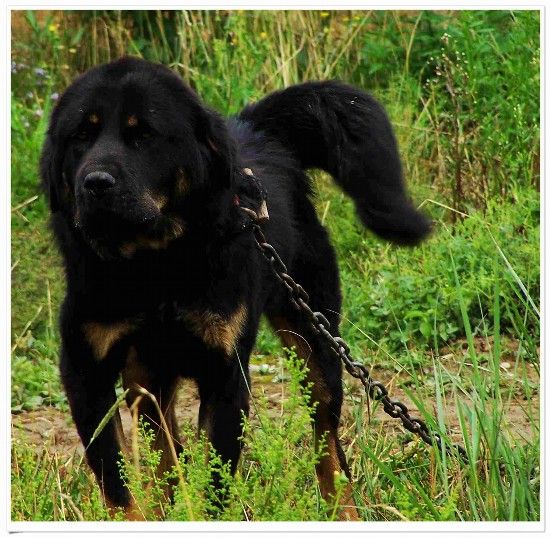 盘点世界最具贵族气质的十大名犬（组图）